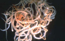 adult_worms