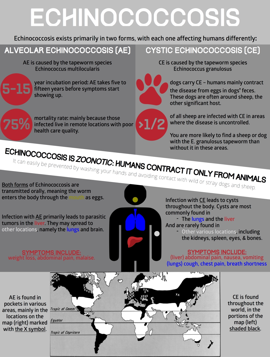 Echinococcosis Infographic v1